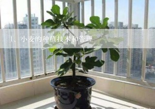 小麦的种植技术和管理