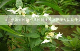 葱如何种植？其种植技术及管理方法是什么？