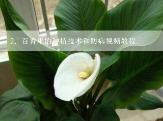 百香果的种植技术和防病视频教程