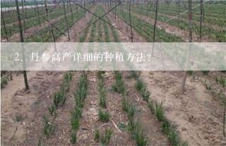 丹参高产详细的种植方法？