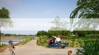 中国三农网肉驴养殖前景？