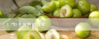 野生菌种植技术