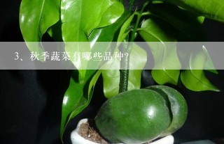 秋季蔬菜有哪些品种？