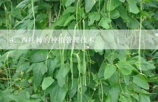 西红柿的种植管理技术