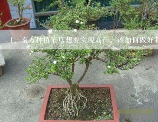 南方种植节瓜想要实现高产，该如何做好栽培管理呢？