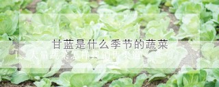 大量蔬菜怎样找销售渠道