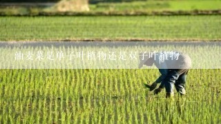 油麦菜是单子叶植物还是双子叶植物