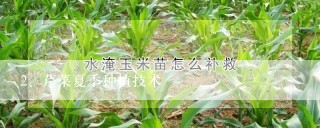 芹菜夏季种植技术