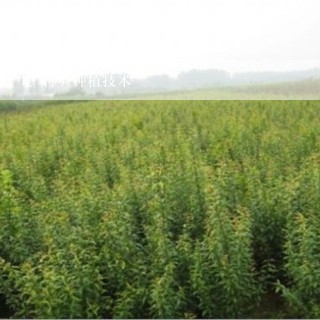 竹笋种植技术
