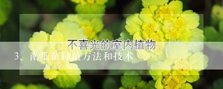 南瓜苗种植方法和技术