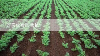 芥菜疙瘩的栽植？