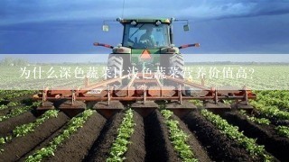 为什么深色蔬菜比浅色蔬菜营养价值高？