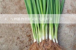 八种植物招财又旺宅还好养