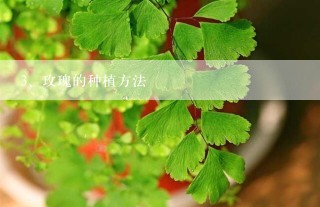 玫瑰的种植方法