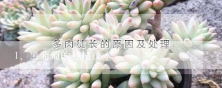 黑葡萄的种植技术