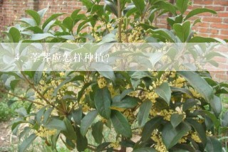 荸荠应怎样种植？