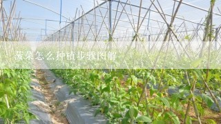 菠菜怎么种植步骤图解