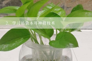 学习吊袋木耳种植枝术