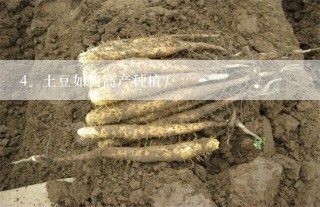 土豆如何高产种植？