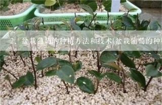 盆栽葡萄的种植方法和技术(盆栽葡萄的种植方法和技