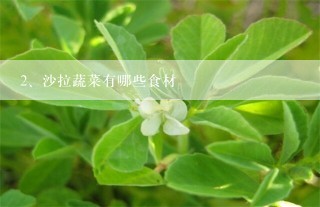 沙拉蔬菜有哪些食材