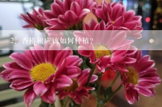 香椿树应该如何种植？