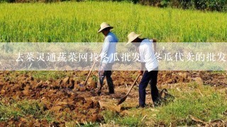 去菜灵通蔬菜网找冬瓜批发、冬瓜代卖的批发商商家信息