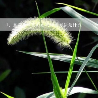 盆栽苹果树的正确种植方法是什么