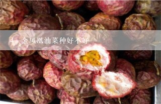 金凤凰油菜种好不好