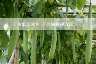 石榴怎么栽种 石榴的栽种方法