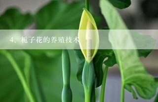 栀子花的养殖技术