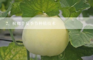 槟榔芋反季节种植技术