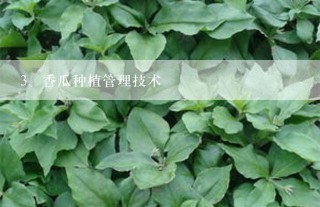 香瓜种植管理技术