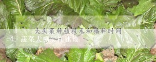 蔬菜大棚怎样建设