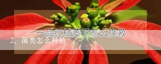 菌类怎么种植