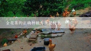 金花茶的正确种植方法是什么