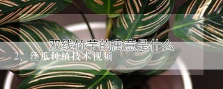 丝瓜种植技术视频