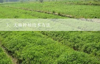 天麻种植技术方法