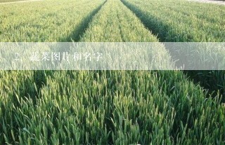 蔬菜图片和名字