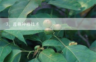 莲藕种植技术