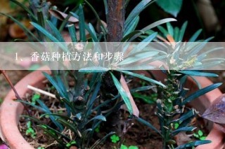 香菇种植方法和步骤