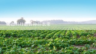 成都11月适合种什么菜