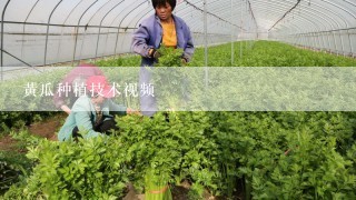 黄瓜种植技术视频