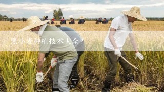 黑小麦种植技术大全？