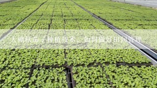 大棚秋茄子种植技术，如何做好田间管理