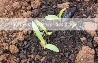 五叶齐大葱种植每亩成本多少钱