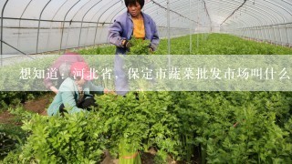 想知道: 河北省，保定市蔬菜批发市场叫什么名? 在哪？