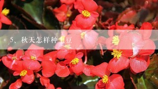 秋天怎样种土豆