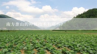 南方淮山的种植技术有哪些？