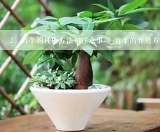 竹芋的种植方法和注意事项 竹芋的养殖方法和注意事
